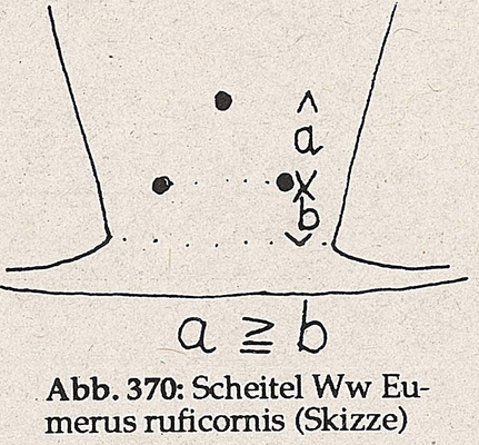 DJN-Schwebfliegen Bothe 1994 Abb.370 Ww E.ruficornis Scheitel.png