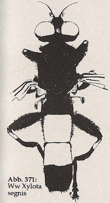 DJN-Schwebfliegen Bothe 1994 Abb.371 Ww Xylota segnis.png