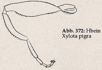 Hinterschenkel verdickt und bedornt (Xylota pigra)