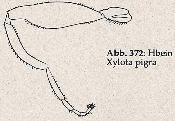 DJN-Schwebfliegen Bothe 1994 Abb.372 Xylota pigra Hbein.png
