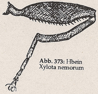 Hinterschenkel verdickt und bedornt (Xylota nemorum)