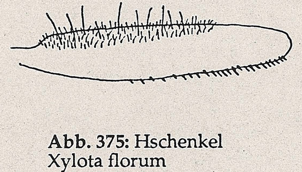 DJN-Schwebfliegen Bothe 1994 Abb.375 Xylota florum Hschenkel.png