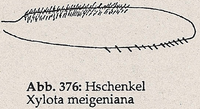 Hinterschenkel mit dichter Behaarung (Xylota meigeniana)