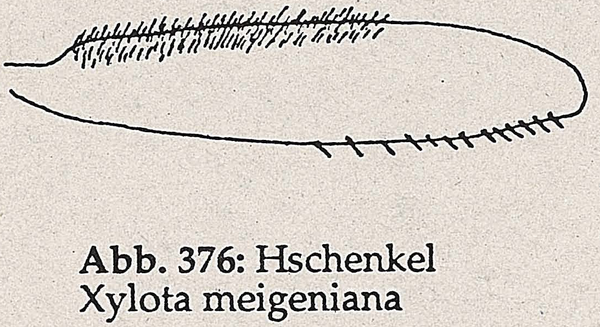 DJN-Schwebfliegen Bothe 1994 Abb.376 X.meigeniana Hschenkel.png