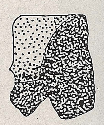 DJN-Schwebfliegen Bothe 1994 Abb.378 X.florum M-Seitenplatte.png