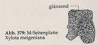Mittlere Brust-Seitenplatte glänzend (Xylota meigeniana)
