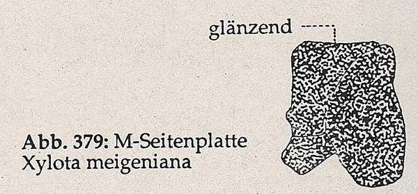 DJN-Schwebfliegen Bothe 1994 Abb.379 X.meigeniana M-Seitenplatte.png