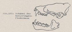 Schädel der Breitflügelfledermaus - DJN (1994) - Peter Boye - Heimische Säugetiere
