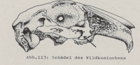 Abb.113: Schädel des Wildkaninchens