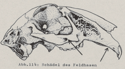 Schädel des Feldhasen - DJN (1994) - Peter Boye - Heimische Säugetiere