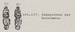 Zahnreihen der Haselmaus - DJN (1994) - Peter Boye - Heimische Säugetiere