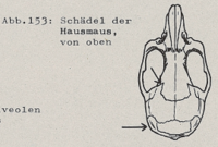 Abb.153: Scheitelbeine am seitlichen Vorderrand nach vorn springend (Hausmaus)