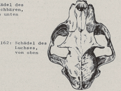 Schädel des Luchses, von oben - DJN (1994) - Peter Boye - Heimische Säugetiere