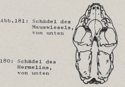 Schädel des Mauswiesels, von unten - DJN (1994) - Peter Boye - Heimische Säugetiere