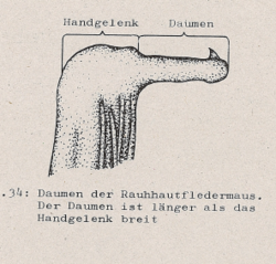 Daumen der Rauhhautfledermaus - DJN (1994) - Peter Boye - Heimische Säugetiere