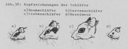 Kopfzeichnungen der Haselmaus - DJN (1994) - Peter Boye - Heimische Säugetiere
