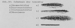 Schwanz der Haselmaus - DJN (1994) - Peter Boye - Heimische Säugetiere