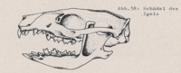 Abb.58: Incisivi größer als Canini (Igel)