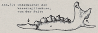 Abb.69: Incisivi 1 mit leichten Höcker; Bucht unter dem Gelenkfortsatz flach (Wasserspitzmäuse)