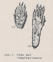 Abb.7: Hinterfuß mit Steifborstensaum (Sumpfspitzmaus)
