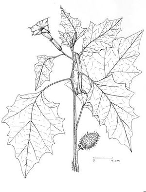 Datura stramonium dessin TRAMIL.jpg