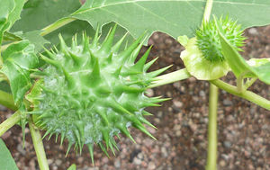 Datura stramonium fruit vert TRAMIL.jpg