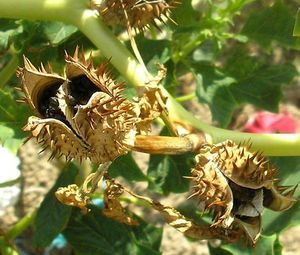 Datura stramonium fruits mûrs TRAMIL.jpg