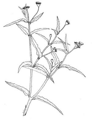 Eclipta prostrata dessin TRAMIL.jpg