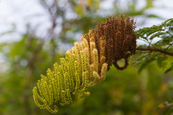 alt=Description de l'image Entada polyphylla inflorescence Olivier Gaubert 2.jpg.