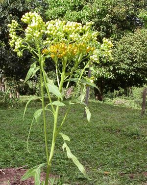 Erechtites hieraciifolius plante TRAMIL.jpg