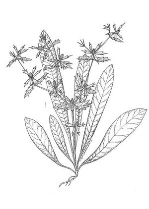 Eryngium foetidum dessin TRAMIL.jpg