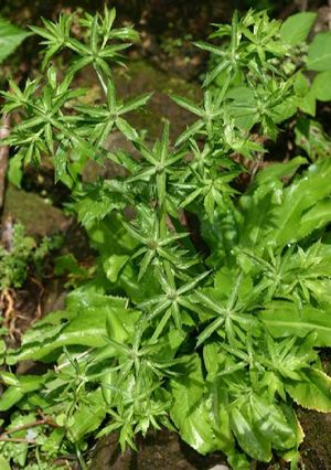 Eryngium foetidum plante TRAMIL.jpg