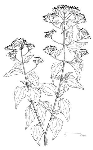 Eupatorium odoratum dessin TRAMIL.jpg