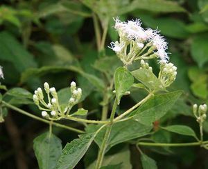 Eupatorium odoratum fleurs 2 TRAMIL.jpg