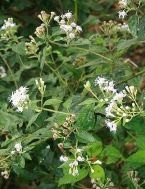 Eupatorium odoratum plante TRAMIL.jpg