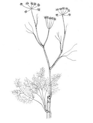 Foeniculum vulgare dessin TRAMIL.jpg