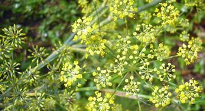 Foeniculum vulgare fleurs TRAMIL.jpg