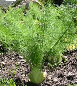 Foeniculum vulgare plante TRAMIL.jpg