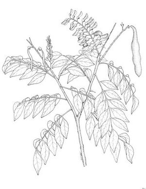 Gliricidia sepium dessin TRAMIL.jpg