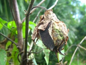 Gossypium barbadense fruit TRAMIL.jpg