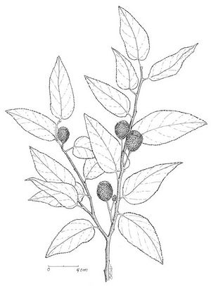 Guazuma ulmifolia dessin TRAMIL.jpg