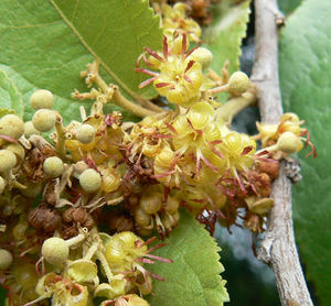 Guazuma ulmifolia fleurs 2 TRAMIL.jpg