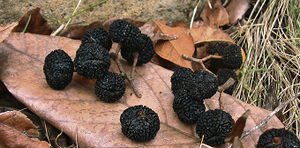 Guazuma ulmifolia fruits TRAMIL.jpg