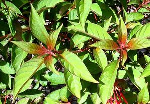 Hamelia patens feuilles TRAMIL.jpg