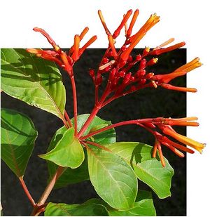 Hamelia patens fleurs TRAMIL.jpg