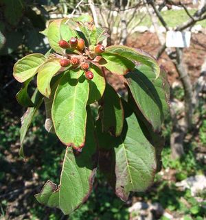 Hamelia patens fruits 1 TRAMIL.jpg