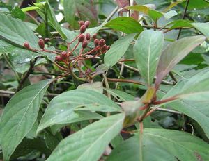 Hamelia patens fruits 2 TRAMIL.jpg