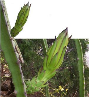 Hylocereus polyrhizus bouton TRAMIL.jpg