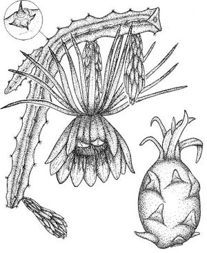 Hylocereus polyrhizus dessin TRAMIL.jpg