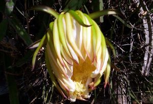 Hylocereus polyrhizus fleur TRAMIL.jpg